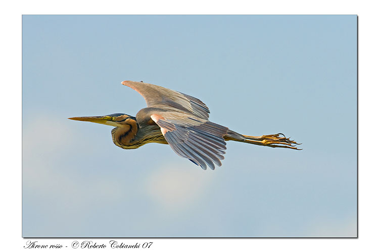 Airone rosso - Ardea purpurea